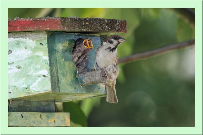 Feldsperling im Vogelhaus mit Jungen
